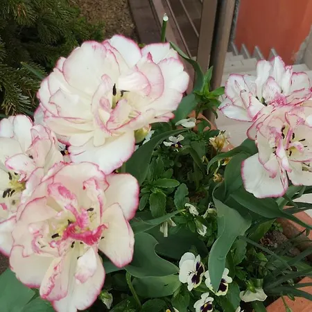 ' Le Lupulus' Lejlighed Bilwisheim